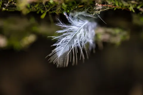 Hình nền Chi Tiết Lông Vũ 4K · birds · 3840×2560