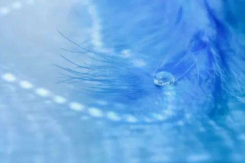Feather Detail 4K Wallpaper · birds · 3840×2561