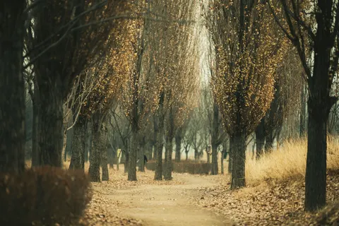 Autumn Park 4K Wallpaper · autumn · 3840×2560