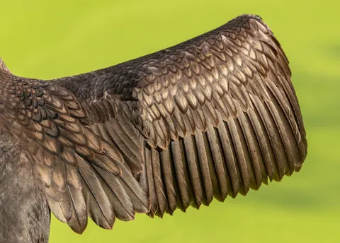 Fondo de pantalla Detalle de pluma 4K · birds · 3840×2751