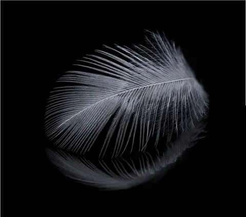 Hình nền Chi Tiết Lông Vũ 4K · birds · 3840×3382