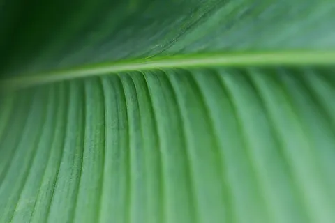 Papel de parede Detalhe de pena 4K · birds · 3840×2560