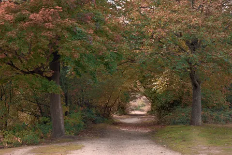 والپیپر پارک پاییزی با کیفیت 4K · autumn · 3840×2561
