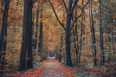 Tapeta Jesienny Park 4K · autumn · 3840×2560