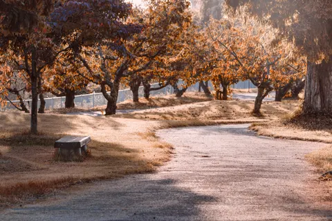 Sfondo Parco Autunnale 4K · autumn · 3840×2563