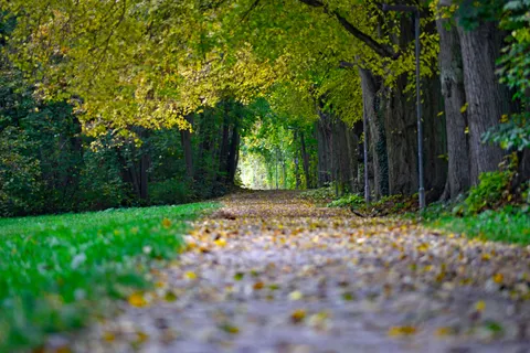 Sfondo Parco Autunnale 4K · autumn · 3840×2563