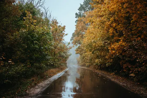 Sfondo Foresta Autunnale 4K · nature · 3840×2560