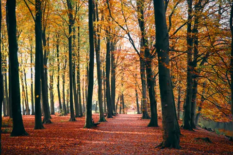 Herbstlicher Park 4K Hintergrundbild · autumn · 3840×2560