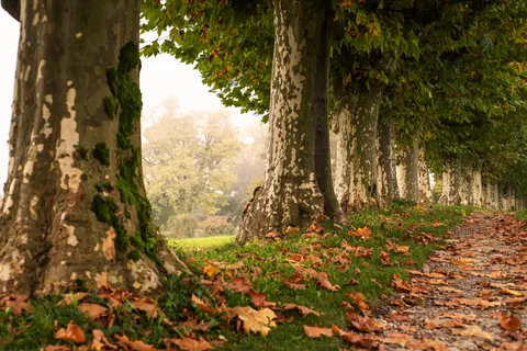 والپیپر پارک پاییزی با کیفیت 4K · autumn · 3840×2560