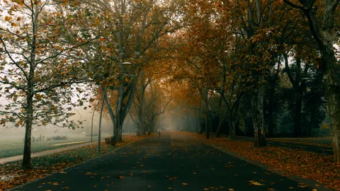والپیپر پارک پاییزی با کیفیت 4K · autumn · 3840×2160