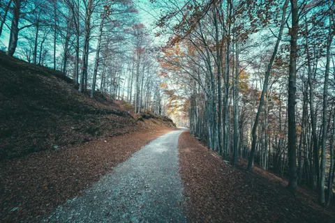 Sfondo Parco Autunnale 4K · autumn · 3840×2560