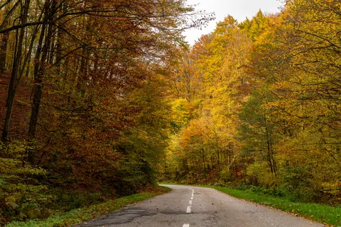 والپیپر جنگل پاییزی با کیفیت 4K · nature · 3840×2561