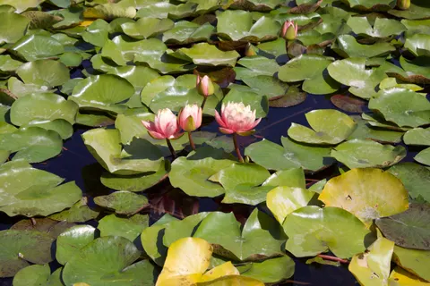 Water Lily Pond 4K Wallpaper · flowers · 3840×2560
