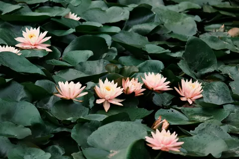 Vijver met Waterlelies 4K-achtergrond · flowers · 3840×2560