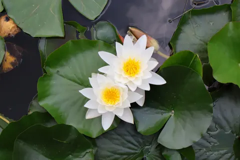 Обои Пруд с кувшинками 4K · flowers · 3840×2560