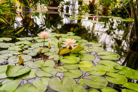 Fond d'écran Bassin de nénuphars 4K · flowers · 3840×2560