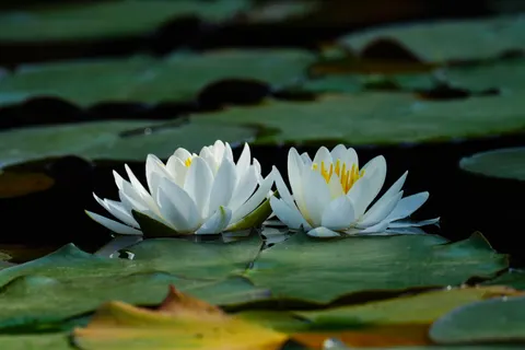 Vijver met Waterlelies 4K-achtergrond · flowers · 3840×2560