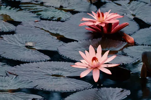 Water Lily Pond 4K Wallpaper · flowers · 3840×2560