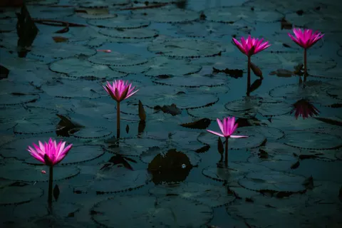 Fond d'écran Bassin de nénuphars 4K · flowers · 3840×2560