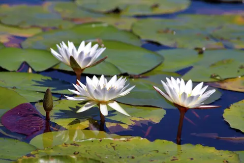 Обои Пруд с кувшинками 4K · flowers · 3840×2560