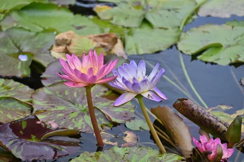 Vijver met Waterlelies 4K-achtergrond · flowers · 3840×2563