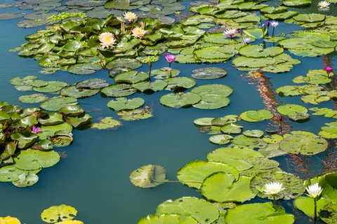 Water Lily Pond 4K Wallpaper · flowers · 3840×2560