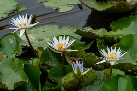 Fond d'écran Bassin de nénuphars 4K · flowers · 3840×2560