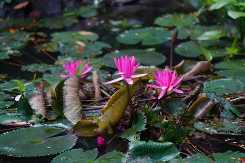 Hình nền Đầm Hoa Súng 4K · flowers · 3840×2560