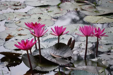 Tapeta Staw z Liliami Wodnymi 4K · flowers · 3840×2560