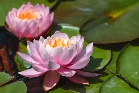 Water Lily Pond 4K Wallpaper · flowers · 3840×2561