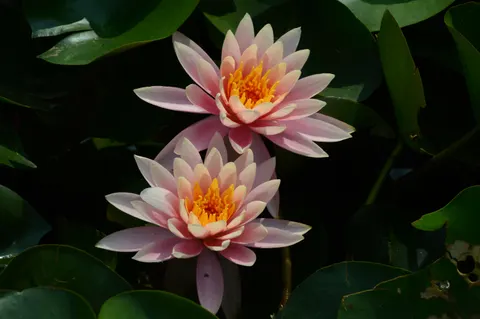Water Lily Pond 4K Wallpaper · flowers · 3840×2553