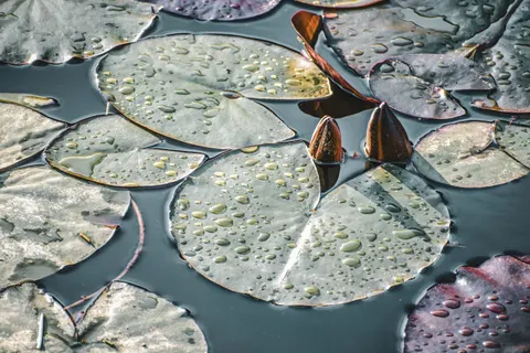 Water Lily Pond 4K Wallpaper · flowers · 3840×2560