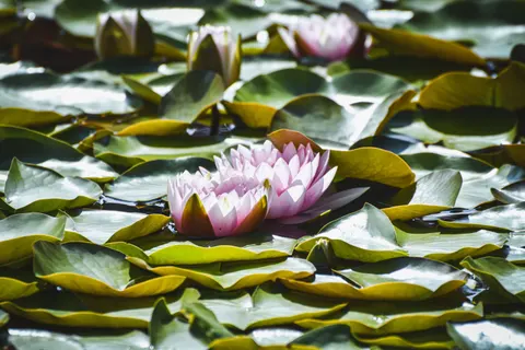 Water Lily Pond 4K Wallpaper · flowers · 3840×2560