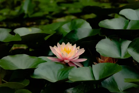 Hình nền Đầm Hoa Súng 4K · flowers · 3840×2560