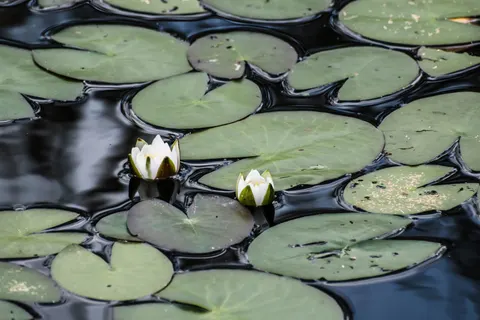 Hình nền Đầm Hoa Súng 4K · flowers · 3840×2560