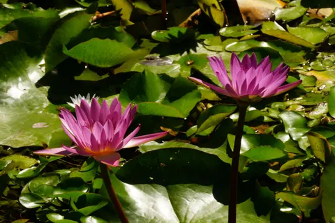 Hình nền Đầm Hoa Súng 4K · flowers · 3840×2560