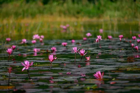 Hình nền Đầm Hoa Súng 4K · flowers · 3840×2555