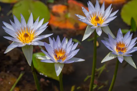 Hình nền Đầm Hoa Súng 4K · flowers · 3840×2561