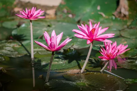 Water Lily Pond 4K Wallpaper · flowers · 3840×2560