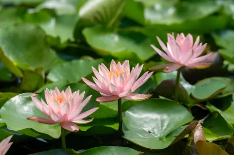 Обои Пруд с кувшинками 4K · flowers · 3840×2555
