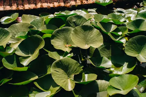 Hình nền Đầm Hoa Súng 4K · flowers · 3840×2561