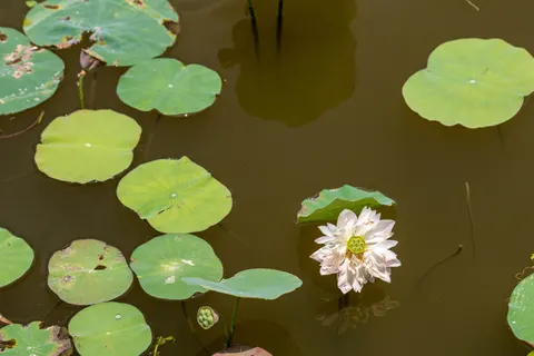 Обои Пруд с кувшинками 4K · flowers · 3840×2560