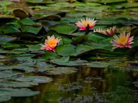 Water Lily Pond 4K Wallpaper · flowers · 3840×2880