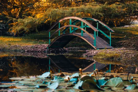Water Lily Pond 4K Wallpaper · flowers · 3840×2560