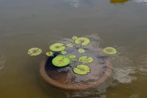 Water Lily Pond 4K Wallpaper · flowers · 3840×2560