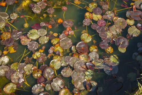 Обои Пруд с кувшинками 4K · flowers · 3840×2560
