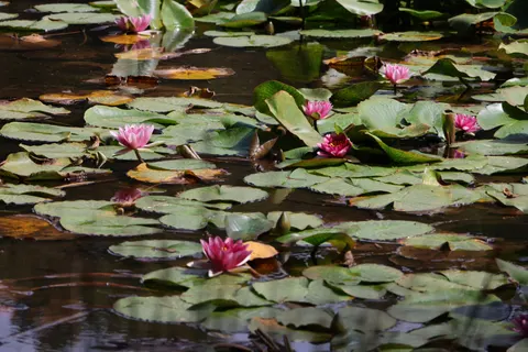 Vijver met Waterlelies 4K-achtergrond · flowers · 3840×2560