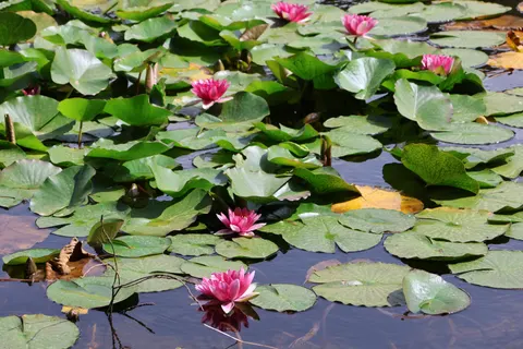 Water Lily Pond 4K Wallpaper · flowers · 3840×2560