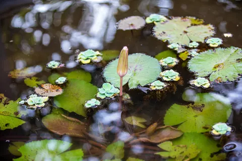 Hình nền Đầm Hoa Súng 4K · flowers · 3840×2560