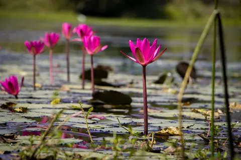 Vijver met Waterlelies 4K-achtergrond · flowers · 3840×2560